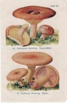 Alter Farbendruck von 1918 - Rotbrauner Milchling, Duftender Milchling